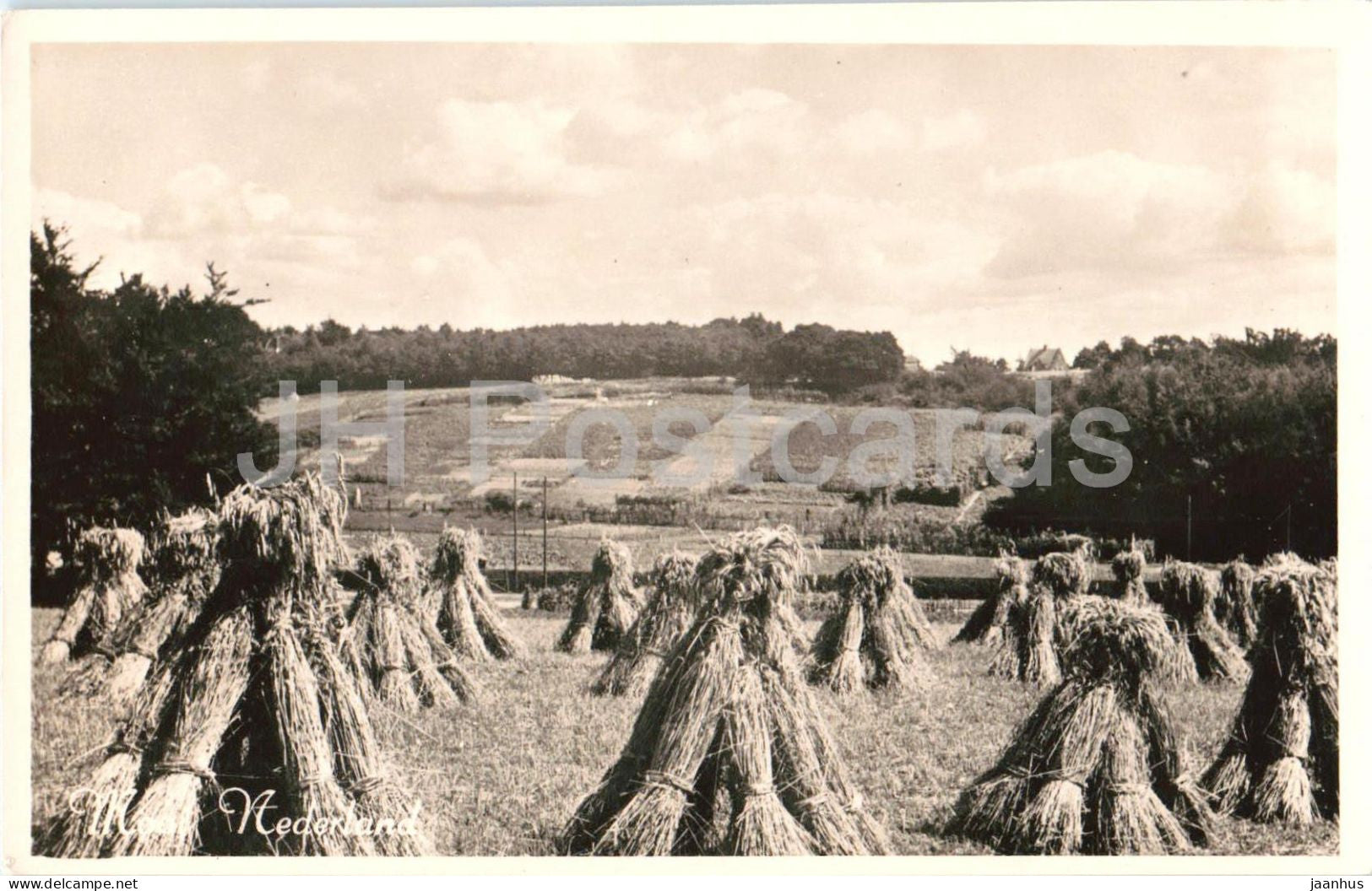 Netherlands fields - rural landscape harvest fields - 1049 - old postcard - Netherlands - unused - JH Postcards