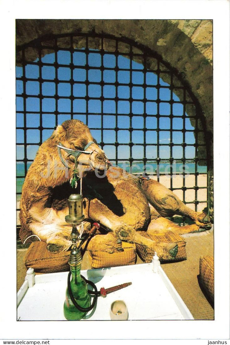 Hookah - Camel - animals - Tunisia - used - JH Postcards