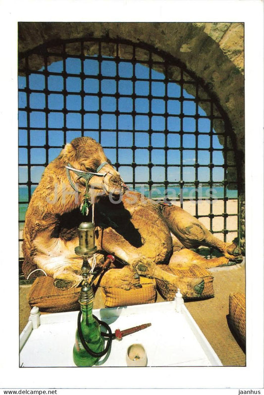 Hookah - Camel - animals - Tunisia - used - JH Postcards