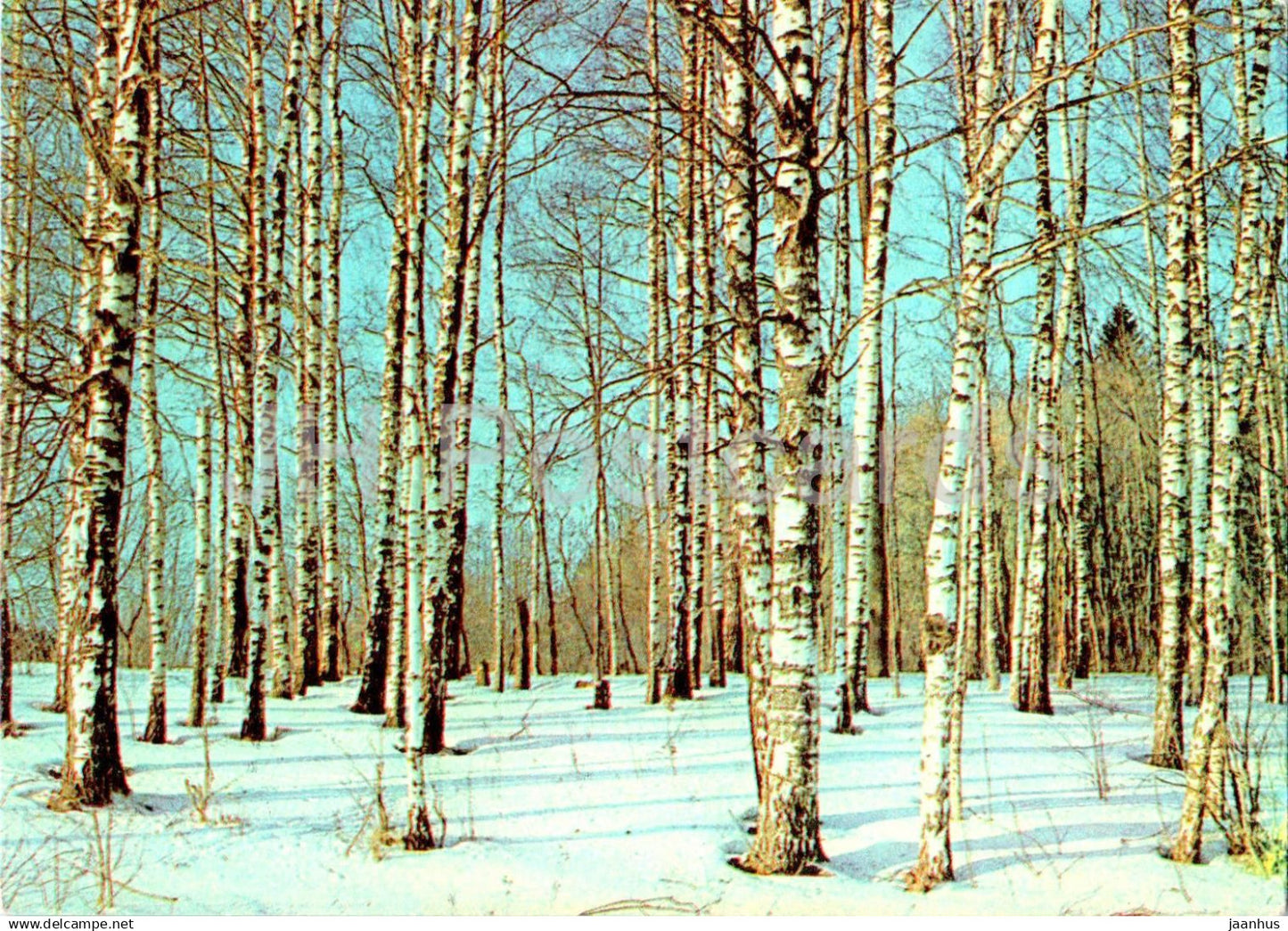 Birch forest in Winter - 1979 - Estonia USSR - unused - JH Postcards