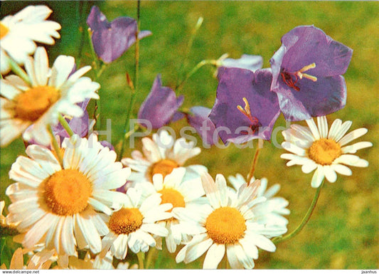 Birthday Greeting Card - Bellflower - Campanula - Daisy - flowers - 1984 - Estonia USSR - used - JH Postcards