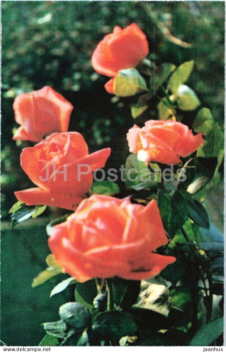 Super Star rose - flower - botanical - 1979 - Moldova - USSR - unused - JH Postcards