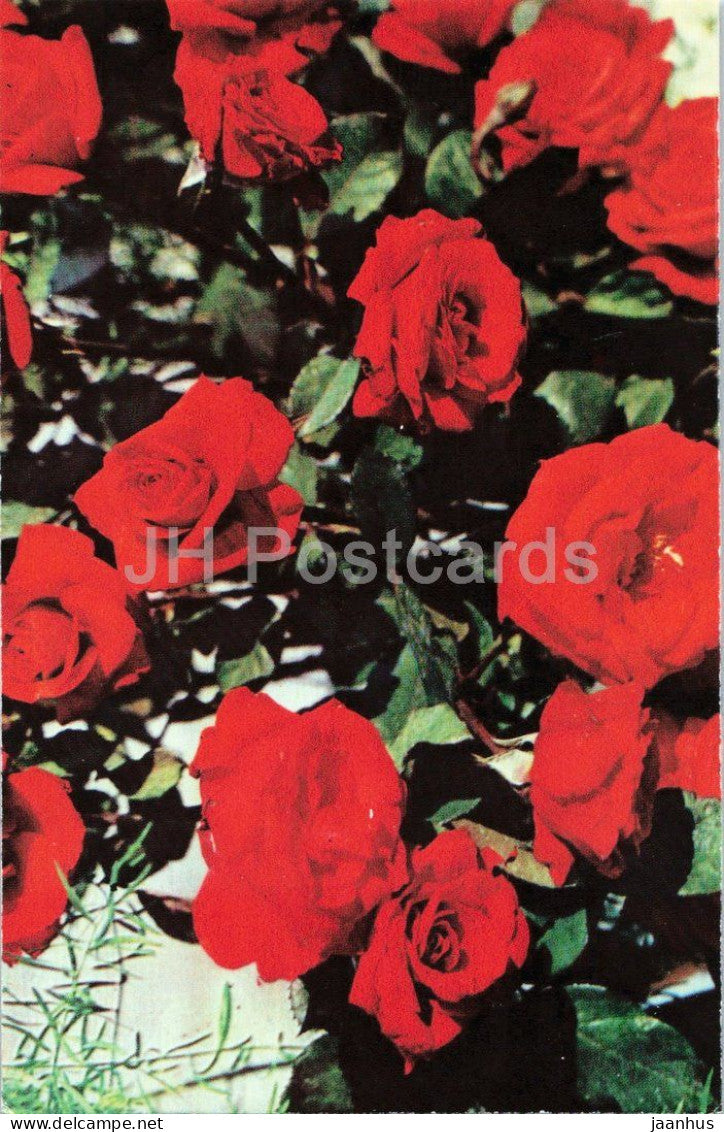 Crimson Glory rose - flower - botanical - 1979 - Moldova - USSR - unused - JH Postcards