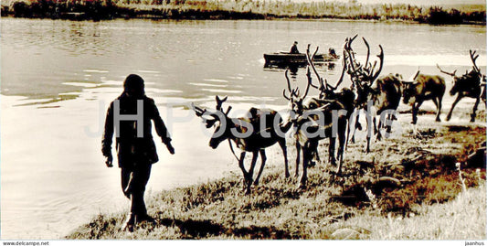 Lake Baikal - northern side of the lake - reindeer - animals - 1970 - Russia USSR - unused - JH Postcards