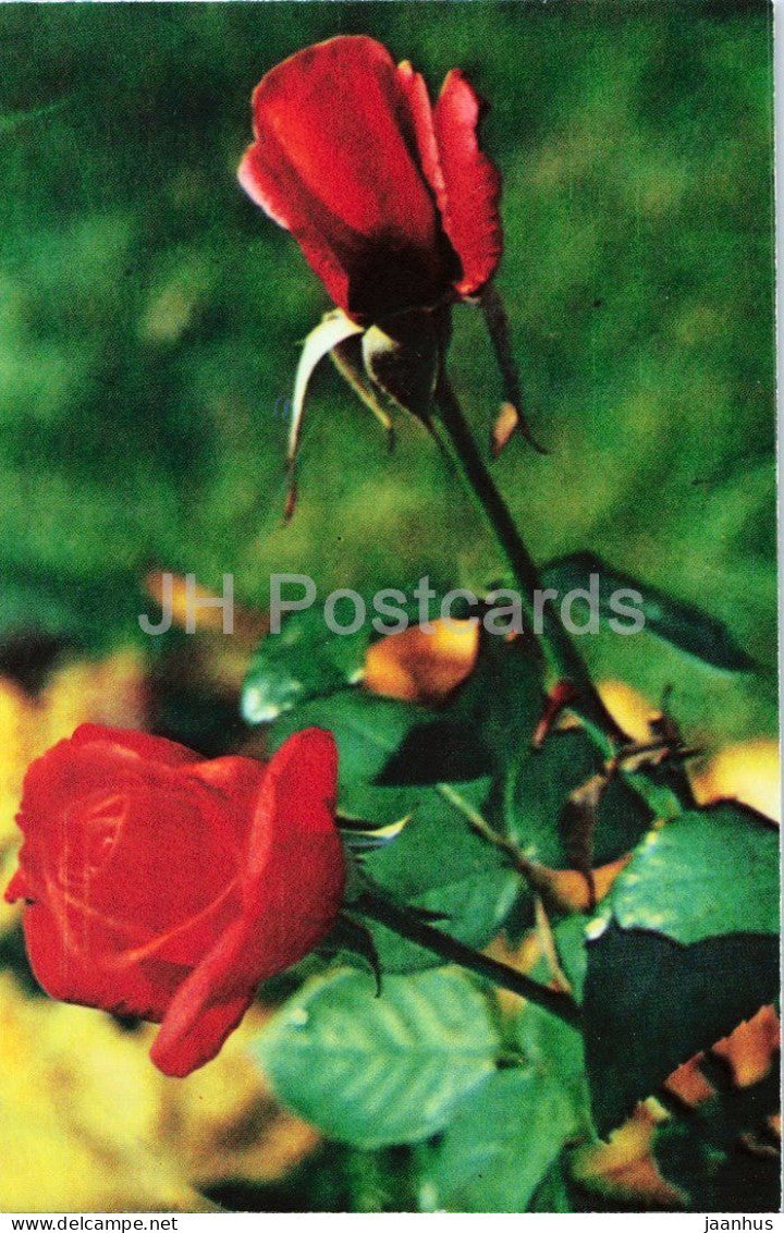 Montezuma and Super Star roses - rose - flower arrangement - botanical - 1979 - Moldova - USSR - unused - JH Postcards