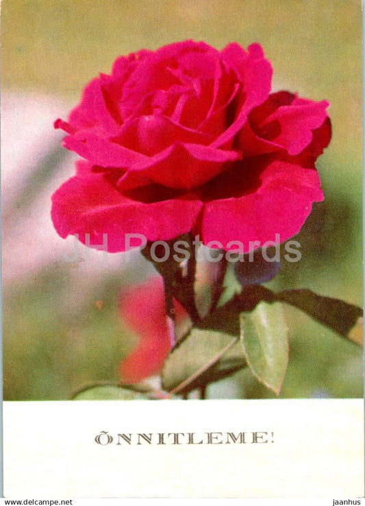 Birthday Greeting Card - Red Rose - flowers - 1970 - Estonia USSR - used - JH Postcards