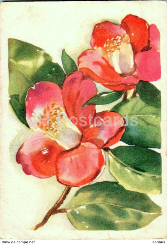 Birthday Greeting Card by M. Fuks - Camellia - red flowers - illustration - 1-  1961 - Estonia USSR - used - JH Postcards