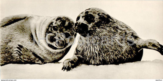 Lake Baikal - Seals on the ice - animals - 1970 - Russia USSR - unused - JH Postcards