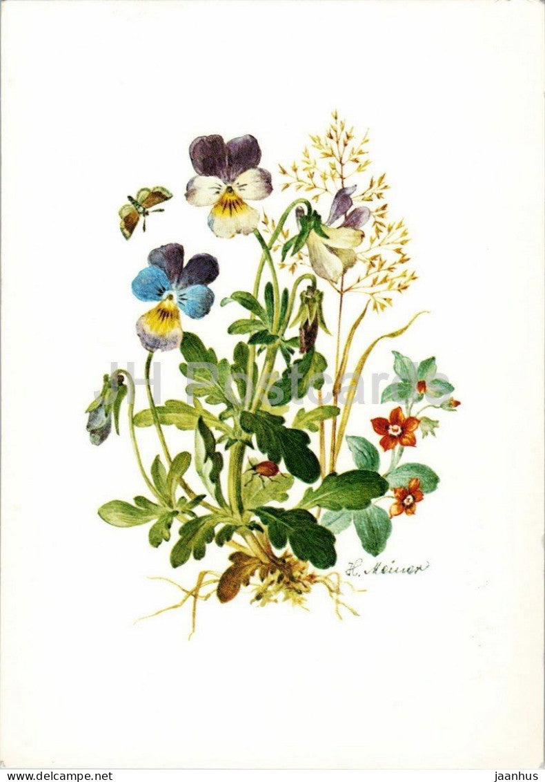 Easter greetings - Frohe Ostern - wild pansies and butterfly - drawing by Helmut Meiner - 1980s - Germany DDR - unused - JH Postcards