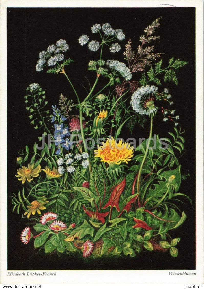 painting by Elisabeth Lupkes Franck - Meadow Flowers - Wiesenblumen - flowers - German art - 1960s - Germany - used - JH Postcards