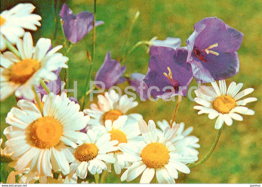 Birthday Greeting Card - Bellflower - Campanula - Daisy - flowers - 1 - 1984 - Estonia USSR - used - JH Postcards
