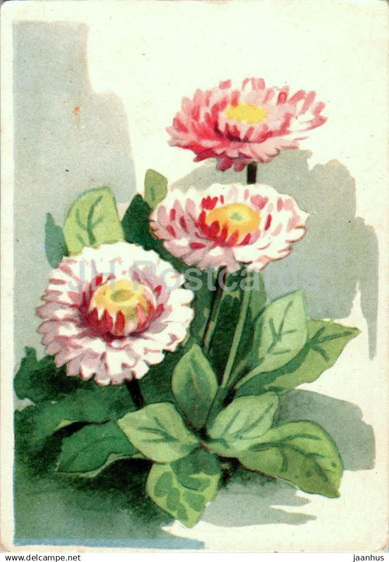 Birthday Greeting Card by S. Valjal - Common Daisy - flowers - illustration - 1 - 1959 - Estonia USSR - used - JH Postcards