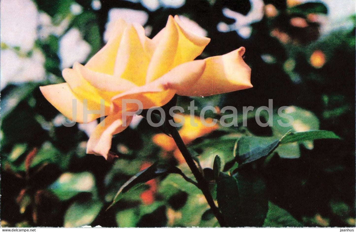 Goldkrone rose - flower - botanical - 1979 - Moldova - USSR - unused - JH Postcards