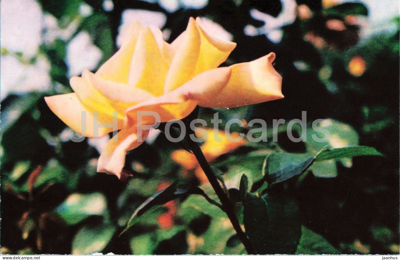 Goldkrone rose - flower - botanical - 1979 - Moldova - USSR - unused - JH Postcards