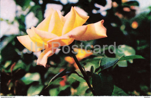 Goldkrone rose - flower - botanical - 1979 - Moldova - USSR - unused - JH Postcards