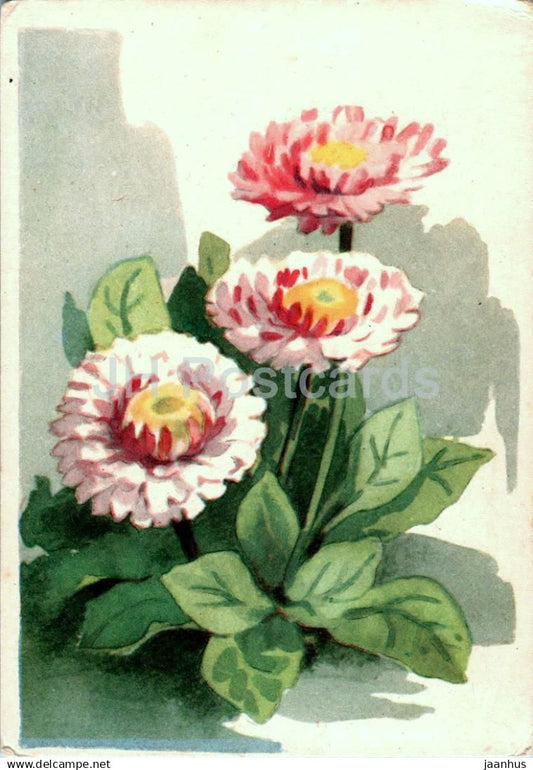 Birthday Greeting Card by S. Valjal - Common Daisy - flowers - illustration - 1959 - Estonia USSR - used - JH Postcards