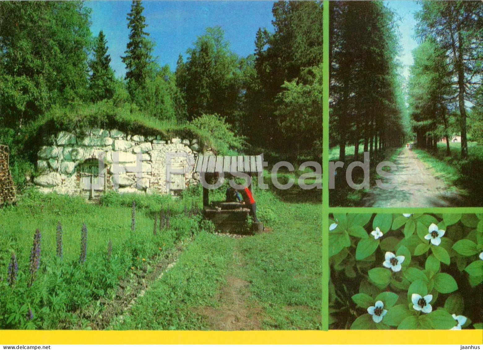 Solovetsky Island - Botanical Garden - Ice cellar - dwarf cornel Alley - postal stationery - 1989 - Russia USSR - unused - JH Postcards