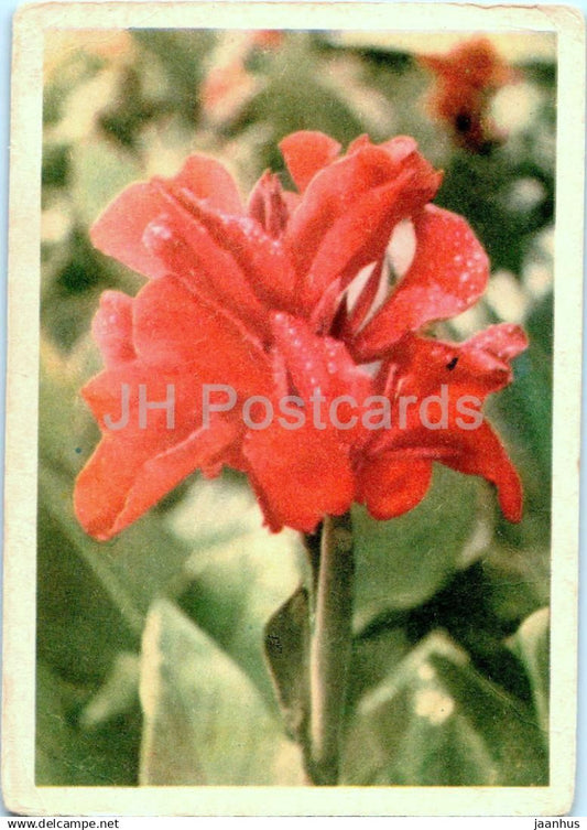 Birthday Greeting Card - Canna - red flowers - 1962 - Estonia USSR - used - JH Postcards