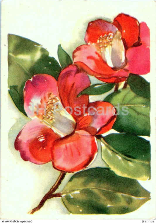 Birthday Greeting Card by M. Fuks - Camellia - red flowers - illustration - 1961 - Estonia USSR - used - JH Postcards
