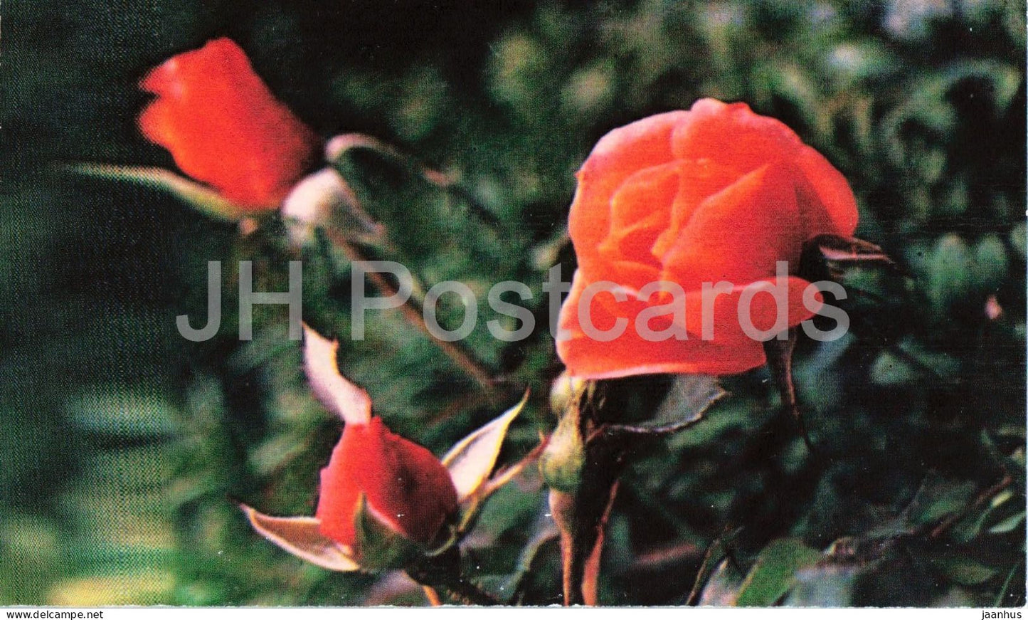 Zorina rose - flower - botanical - 1979 - Moldova - USSR - unused - JH Postcards