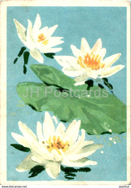 Birthday Greeting Card by A. Vender - Water lilies - flowers - illustration - 1959 - Estonia USSR - used - JH Postcards