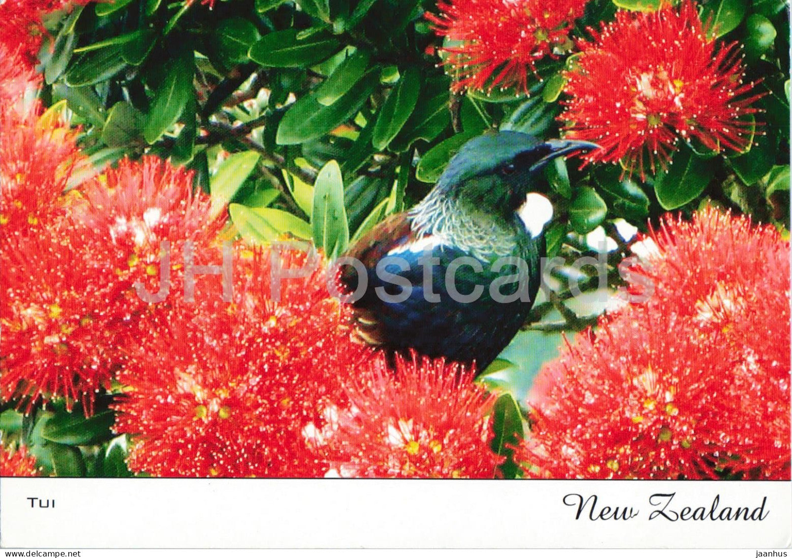 Tui in Pohutukawa Tree - birds - flowers - nature - 2018 - New Zealand - used - JH Postcards