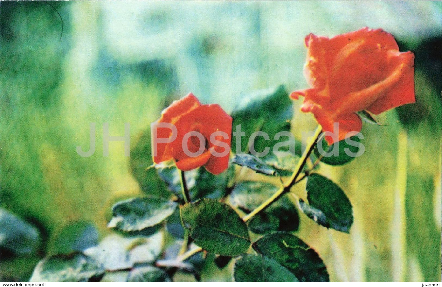 Moldavia rose - flower - botanical - 1979 - Moldova - USSR - unused - JH Postcards