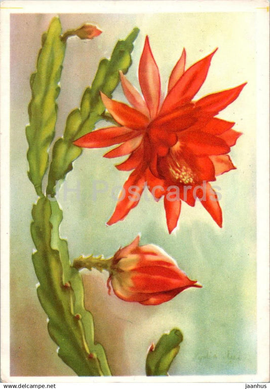Birthday Greeting Card by L. Mei-Starkopf - Cactus - red flowers - illustration - 1959 - Estonia USSR - used - JH Postcards