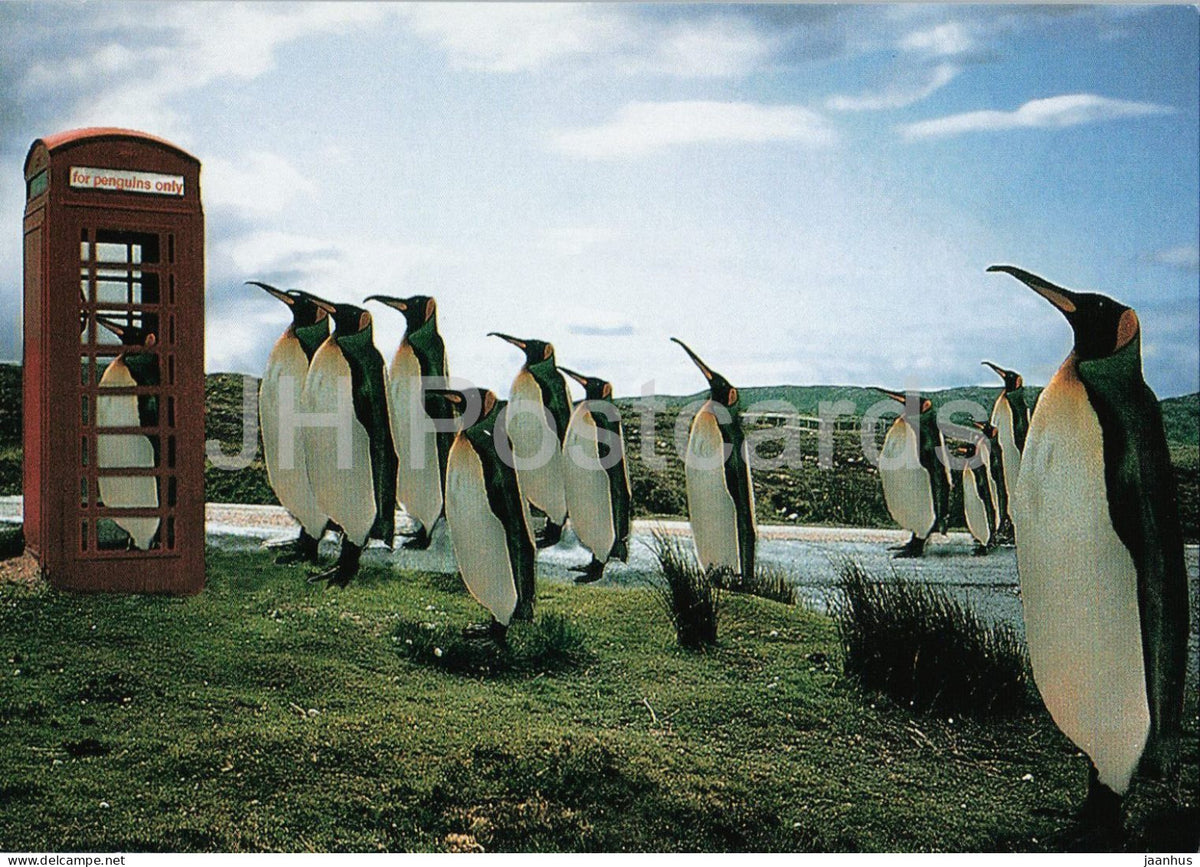 photograph by Elfi Kaut - Pinguphone - penguins - animals - 1995 - Netherlands - unused - JH Postcards