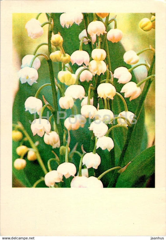 Birthday Greeting Card - Lily of the valley - flowers - 1981 - Estonia USSR - used - JH Postcards