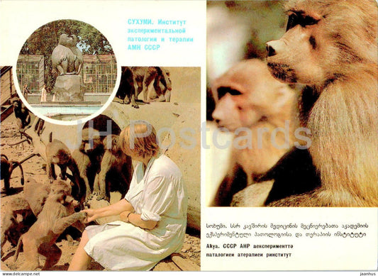 Sukhumi - Institute of Experimental Pathology and Therapy - Macaque - 1 - postal stationery - 1985 - Georgia - unused - JH Postcards