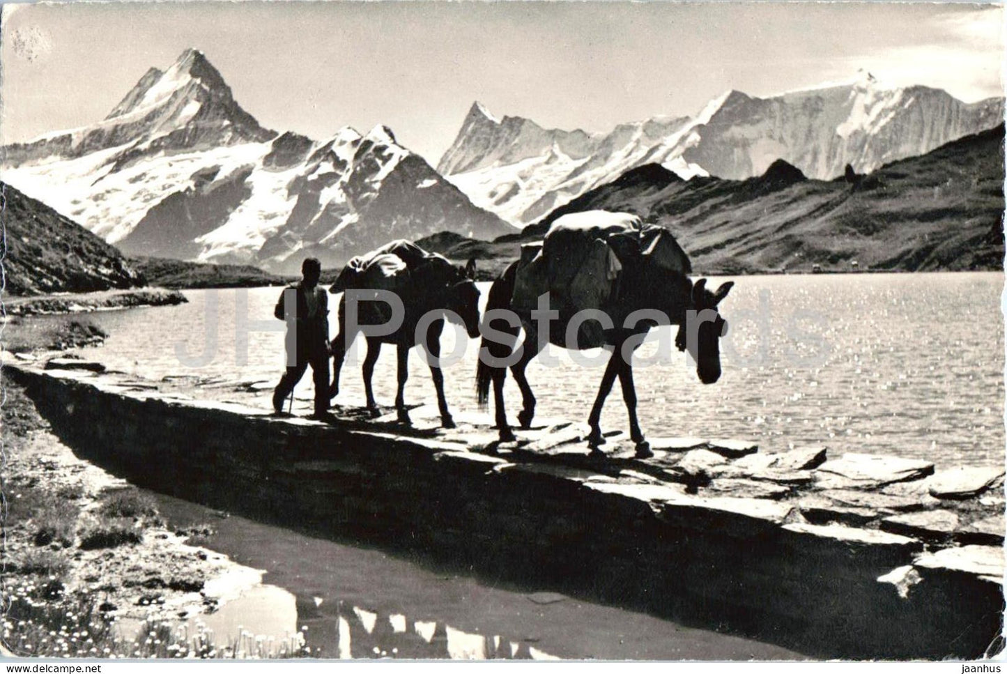 Bachalpsee Faulhornpost Schreckhorn - Finsteraarhorn - Fiescherwand - horse - animals - 8414 - 1962 - Switzerland - used - JH Postcards