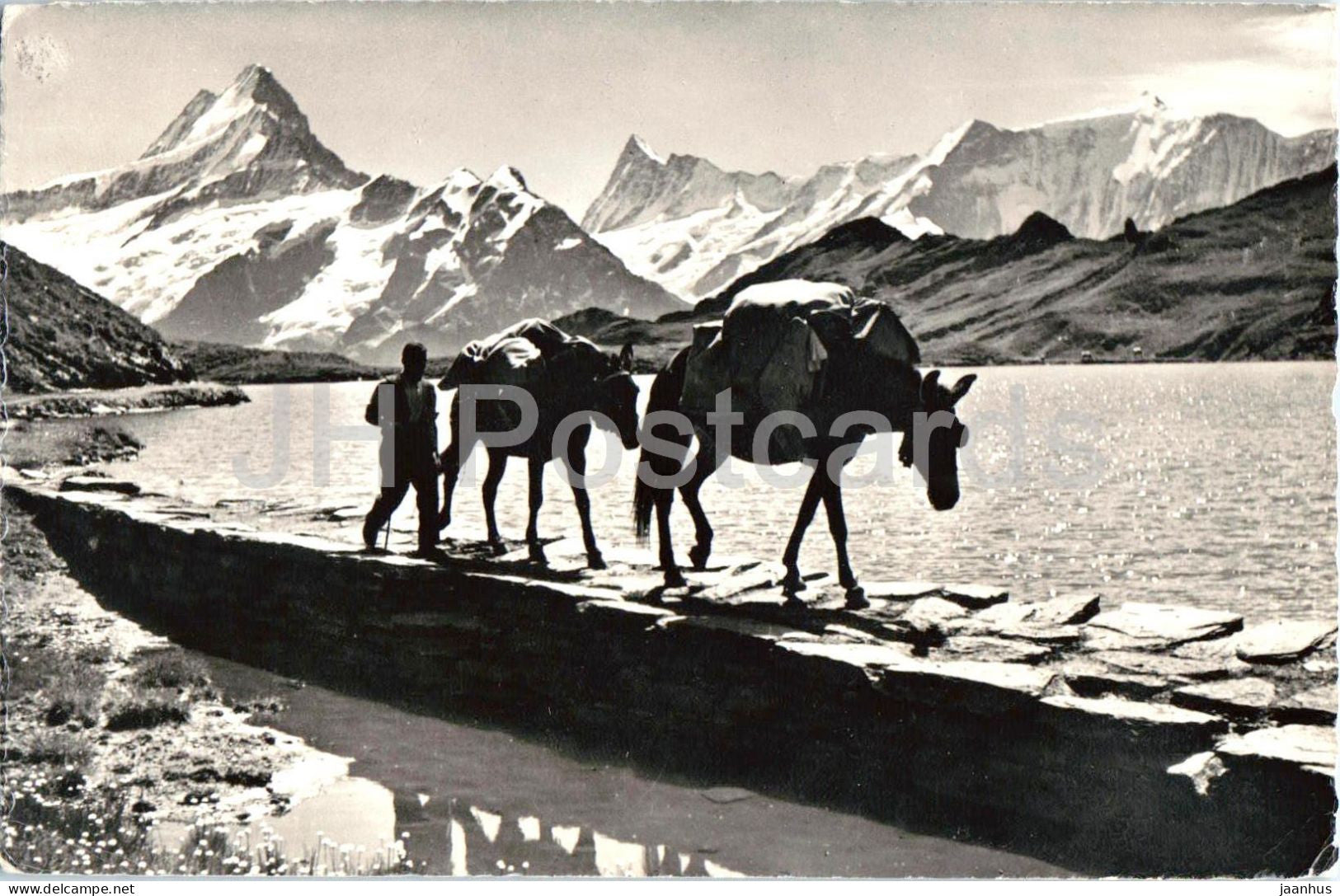 Bachalpsee Faulhornpost Schreckhorn - Finsteraarhorn - Fiescherwand - horse - animals - 8414 - 1962 - Switzerland - used - JH Postcards