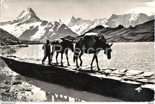 Bachalpsee Faulhornpost Schreckhorn - Finsteraarhorn - Fiescherwand - horse - animals - 8414 - 1962 - Switzerland - used - JH Postcards
