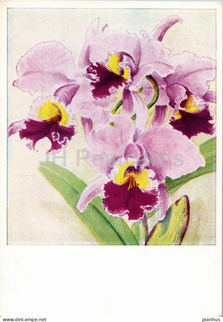 watercolor by Fritz Kohler - Orchid Cattleya Belgica - Orchidee Cattleya Belgica - German art - 1948 - Germany - unused - JH Postcards