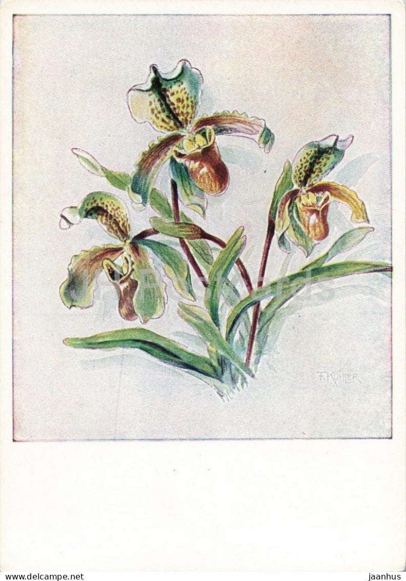 watercolor by Fritz Kohler - Orchid Cypripedium insigne - Orchidee - flowers - German art - 1948 - Germany - unused - JH Postcards