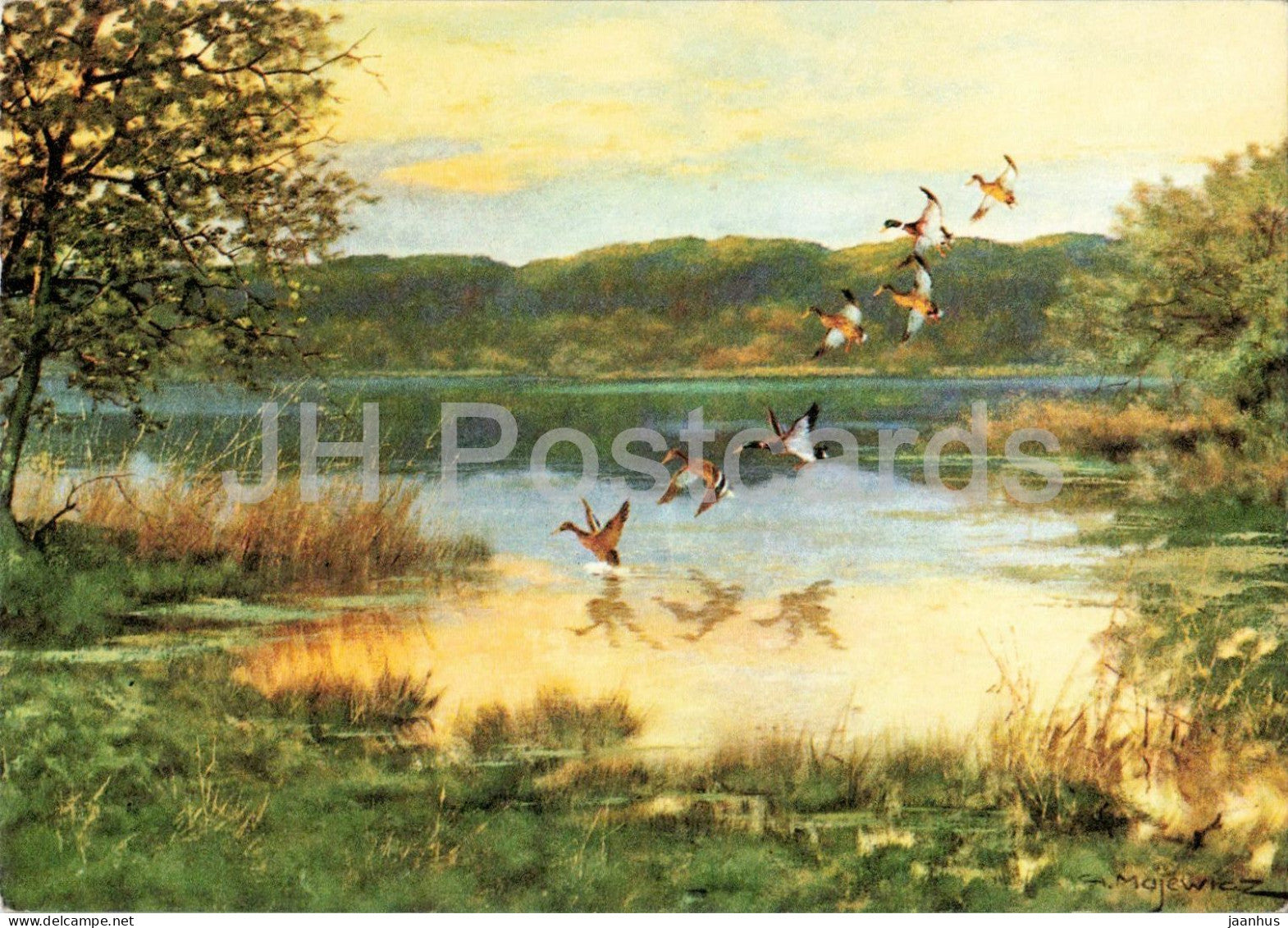 painting by George Majewicz - Autumn Ducks Coming In - Einfallende Herbstenten - birds - 1963 - Germany - unused - JH Postcards