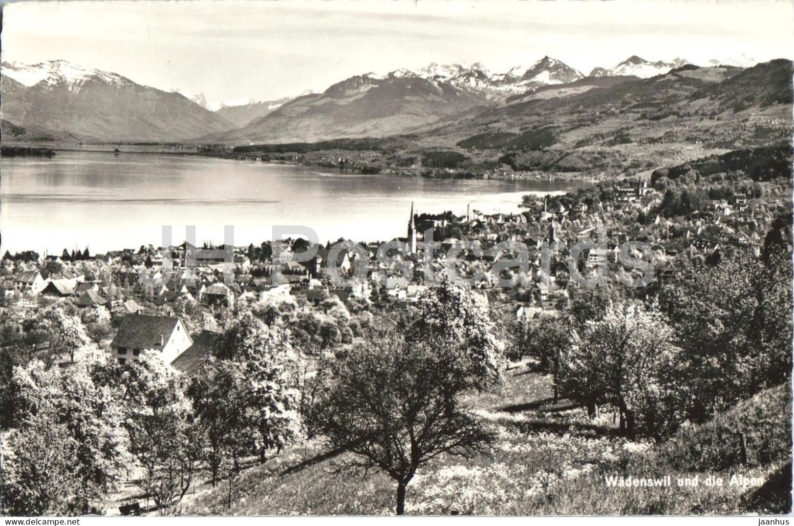 Wadenswil und die Alpen - lake - Alps - mountains - 7608 - 1961 - Switzerland - used - JH Postcards