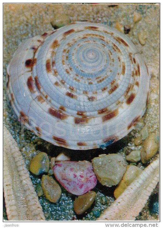 Marine Snail - Architectonica sp - mollusk - 1975 - Russia USSR - unused - JH Postcards