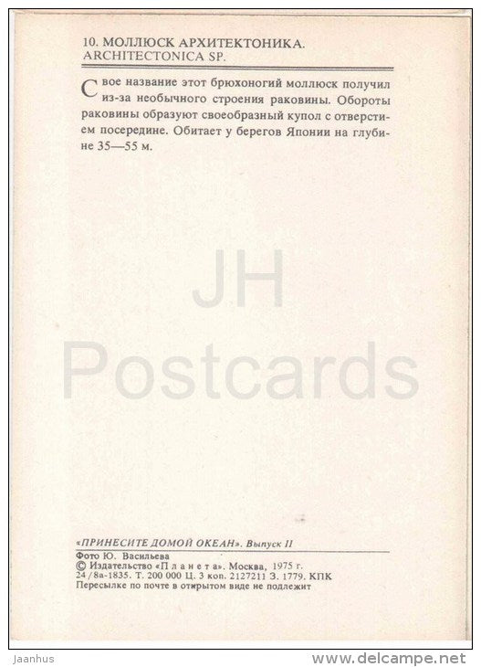 Marine Snail - Architectonica sp - mollusk - 1975 - Russia USSR - unused - JH Postcards