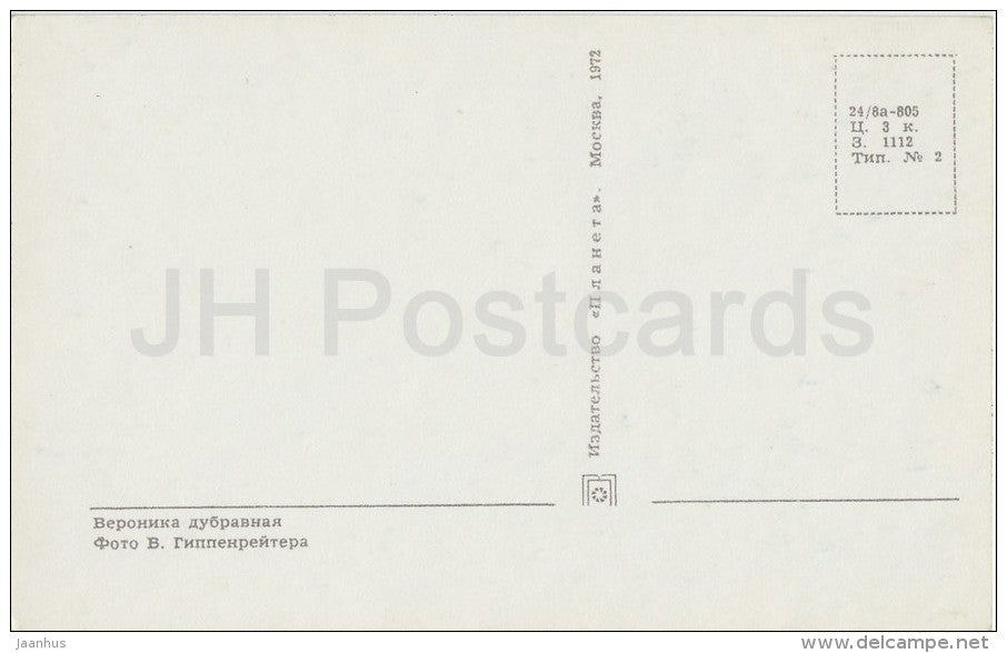 Germander Speedwell - Veronica chamaedrys - flower - Flowers of Russia - 1972 - Russia USSR - unused - JH Postcards