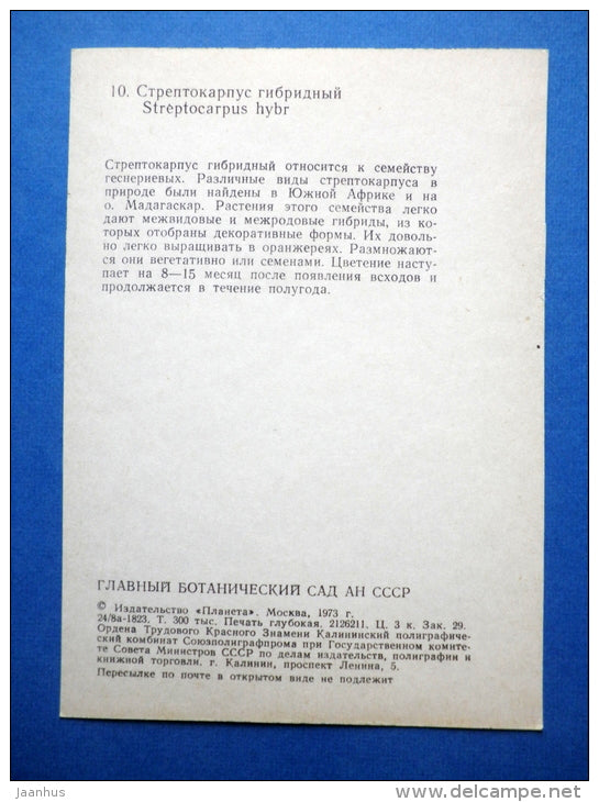 Streptocarpus hybr - Cape Primrose - flowers - Botanical Garden of the USSR - 1973 - Russia USSR - JH Postcards