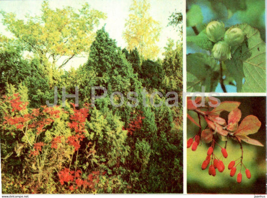 Common hazel - Corylus avellana - Common Barberry - Berberis vulgaris - plants - 1977 - Estonia USSR - unused - JH Postcards
