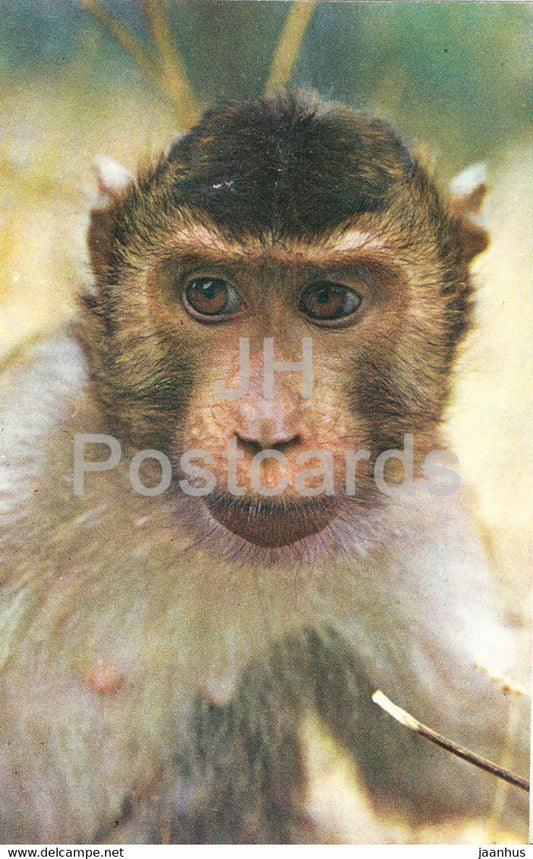 Southern pig-tailed macaque - Macaca nemestrina - monkey - Moscow Zoo - animals - 1973 - Mexico - unused - JH Postcards