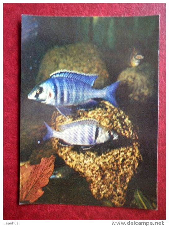 Deepwater Hap - Haplochromis electra - aquarium fishes - 1982 - Russia USSR - unused - JH Postcards