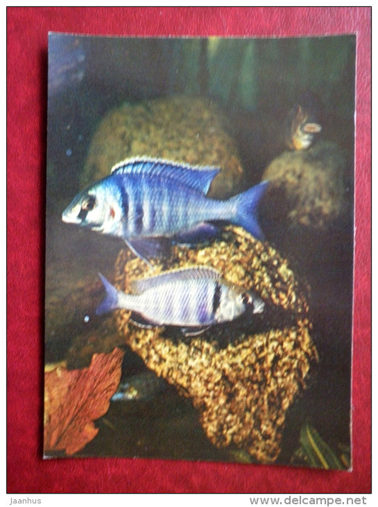 Deepwater Hap - Haplochromis electra - aquarium fishes - 1982 - Russia USSR - unused - JH Postcards