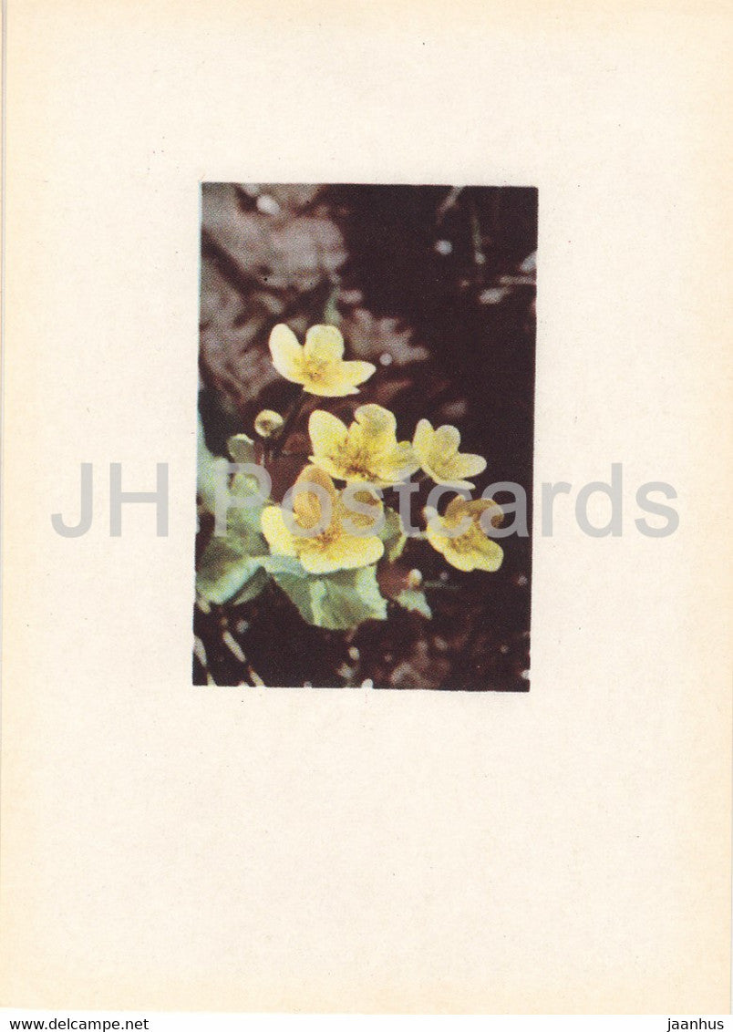 Marsh Marigold - Caltha palustris - plants - flowers - Latvia USSR - unused - JH Postcards
