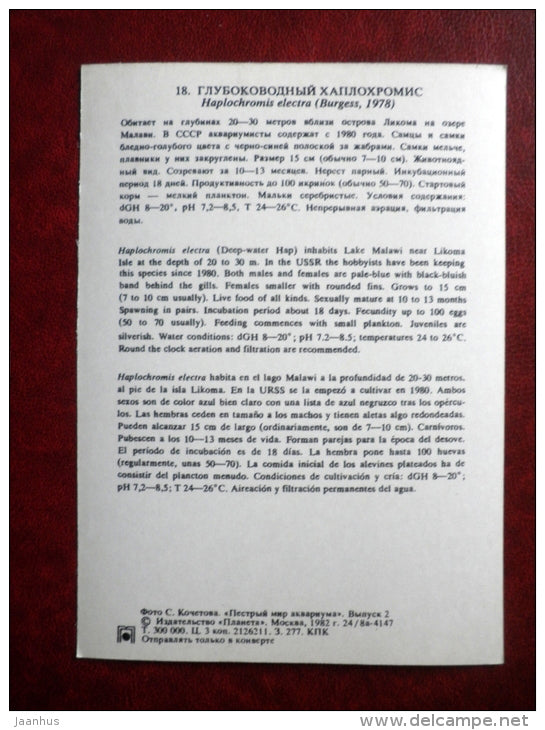 Deepwater Hap - Haplochromis electra - aquarium fishes - 1982 - Russia USSR - unused - JH Postcards