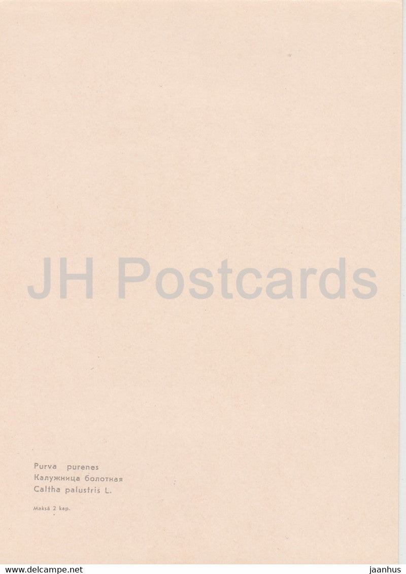 Marsh Marigold - Caltha palustris - plants - flowers - Latvia USSR - unused