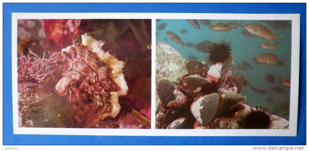 Pacific oyster , Crassostrea gigas - Crenomytilus grayanus - mussel - Japanese sea - 1977 - Russia USSR - unused - JH Postcards